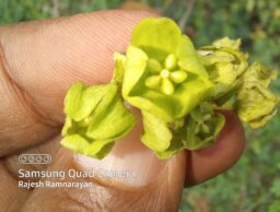 Wattakaka volubilis (Apocynaceae- Oleander family)
