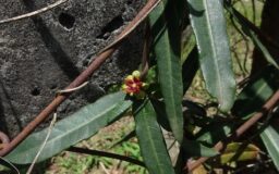 Hemidesmus indicus (Apocynaceae-Oleander family)
