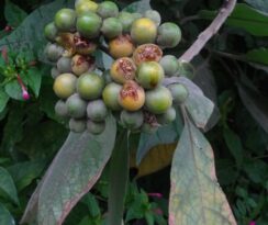 Solanum mauritianum (Solanaceae- Potato family)