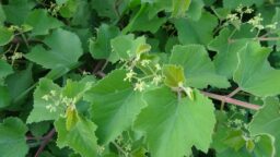Cissus vitiginea (Vitaceae-Grape family)