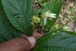 Grewia serrulata (Tiliaceae- Phalsa family)
