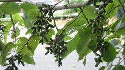 Alnus nepalensis (Betulaceae- Birch family)