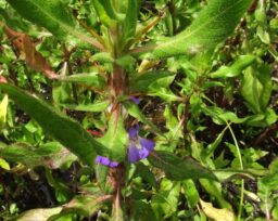 Hygrophila auriculate (Acanthaceae- Acanthus family)