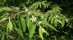 Grewia hirsuta (Tiliaceae- Phalsa family)