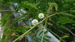 Senegalia caesia (Mimosaceae- Touch-me-not family)