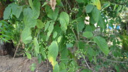 Cayratia pedata (Vitaceae- Grape family)