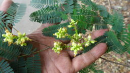 Libidibia Coriaria (Caesalpiniaceae- Gulmohar family)