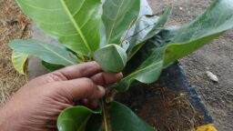Terminalia catappa (Combretaceae- Rangoon creeper family)
