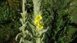 Verbascum thapsus (Scrophulariaceae- Figwort family)