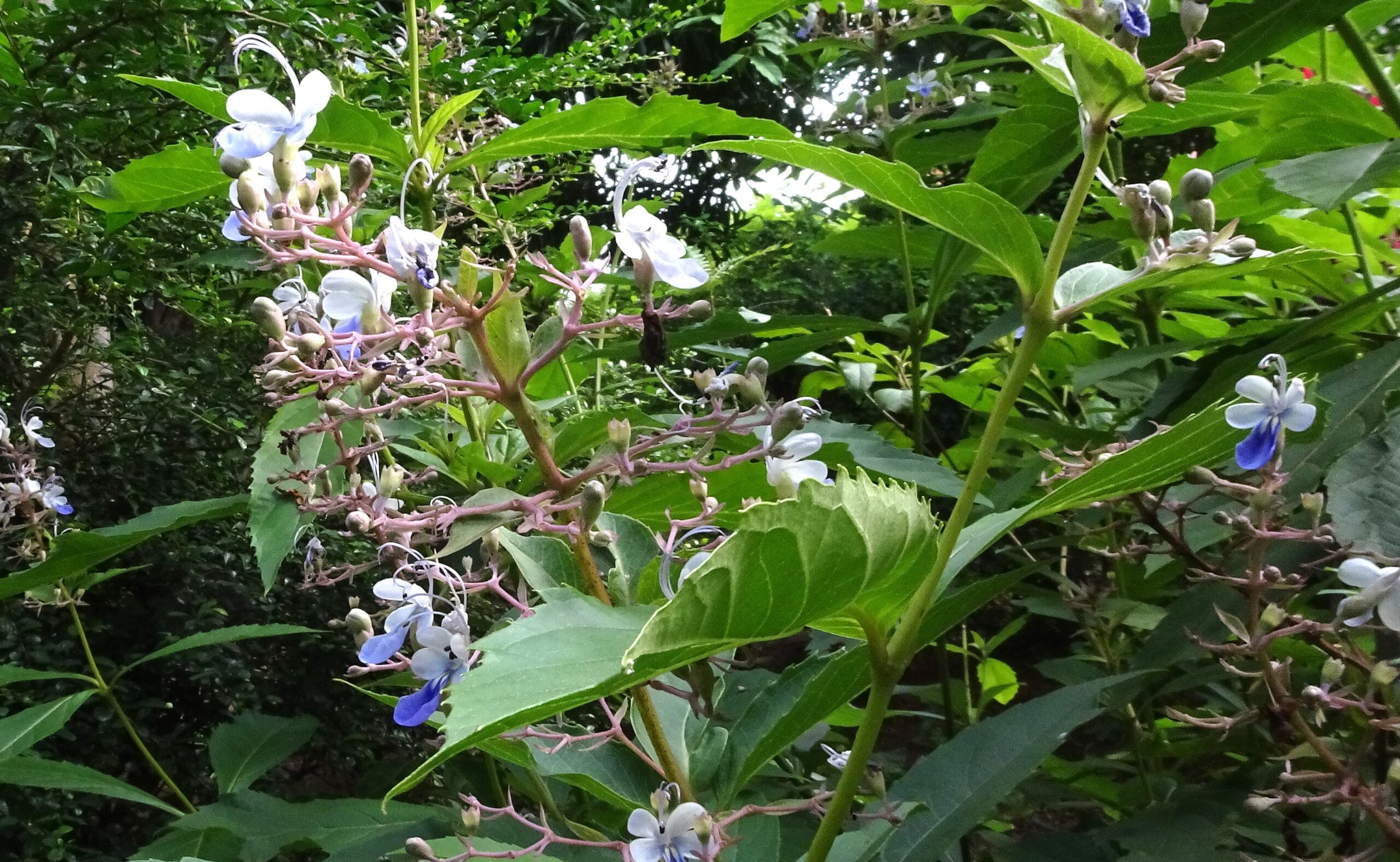 Rotheca serrata (Lamiaceae- Mint family)