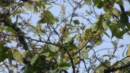 Monoon fragrans (Annonaceae- Custard-apple family)