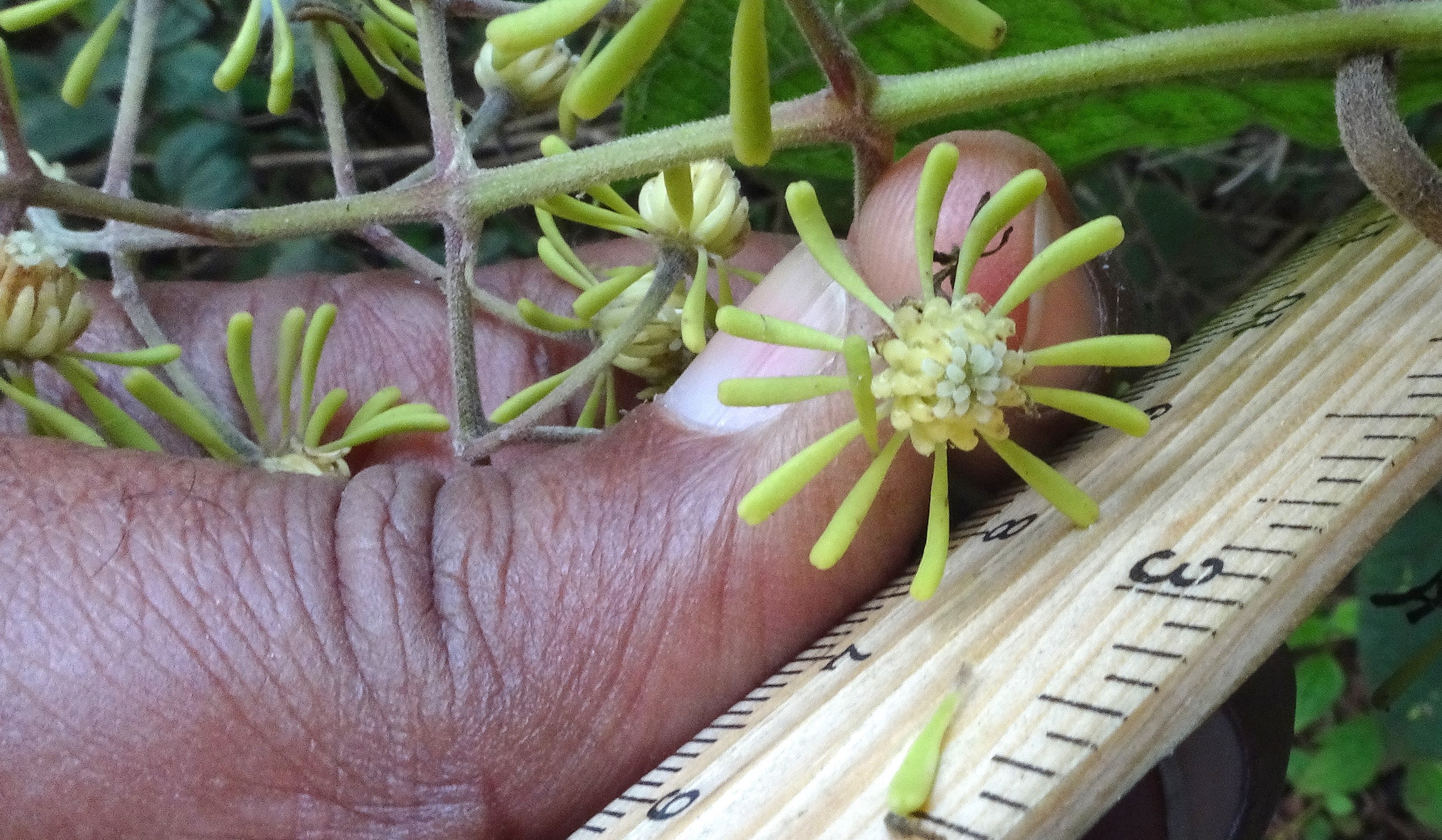 Clematis zeylandica (Ranunculaceae- Buttercup family)