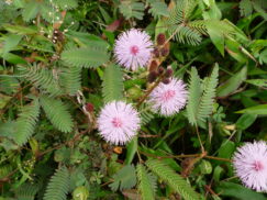 Mimosa pudica (Mimosaceae- Touch-me-not family)