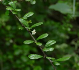 Ehretia microphylla (Boraginaceae- Forget-me-not-family)
