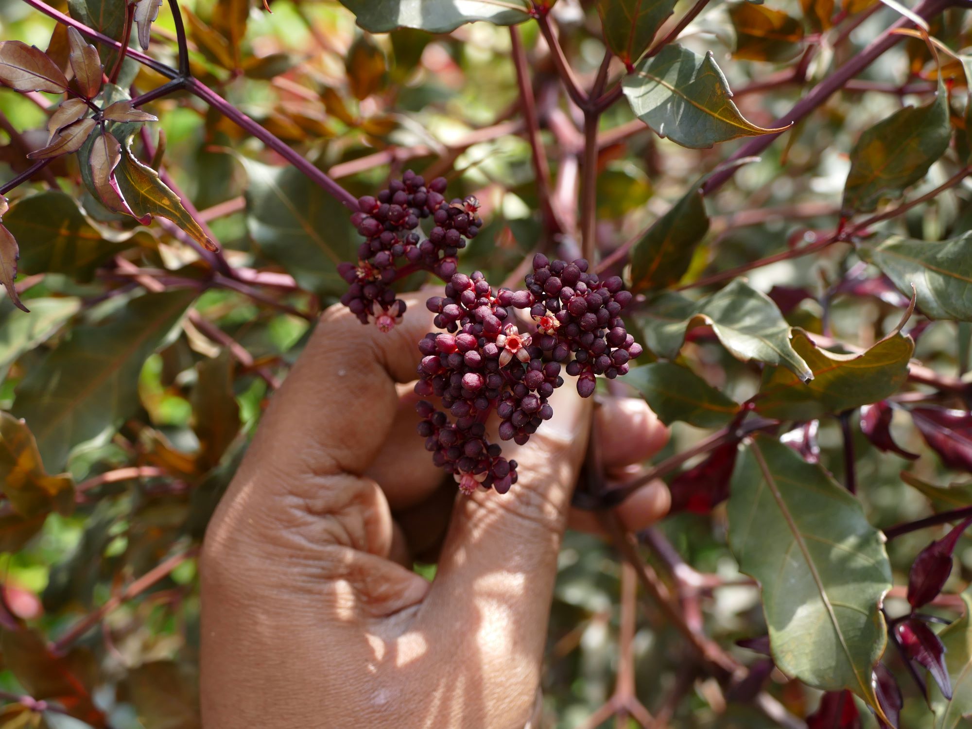 Leea guineensis ‘Burgundy’ (Vitaceae-grape family)