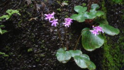 Impatiens scapiflora (Balsaminaceae- Balsam family)