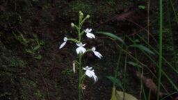 Plantaginorchis plantaginea (Orchidaceae- Orchid family)