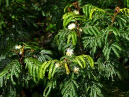 Archidendron clypearia (Jack) I.C.Nielsen (Fabaceae)