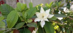 Gardenia jasminoides J. Ellis (Rubiaceae- Coffee family)