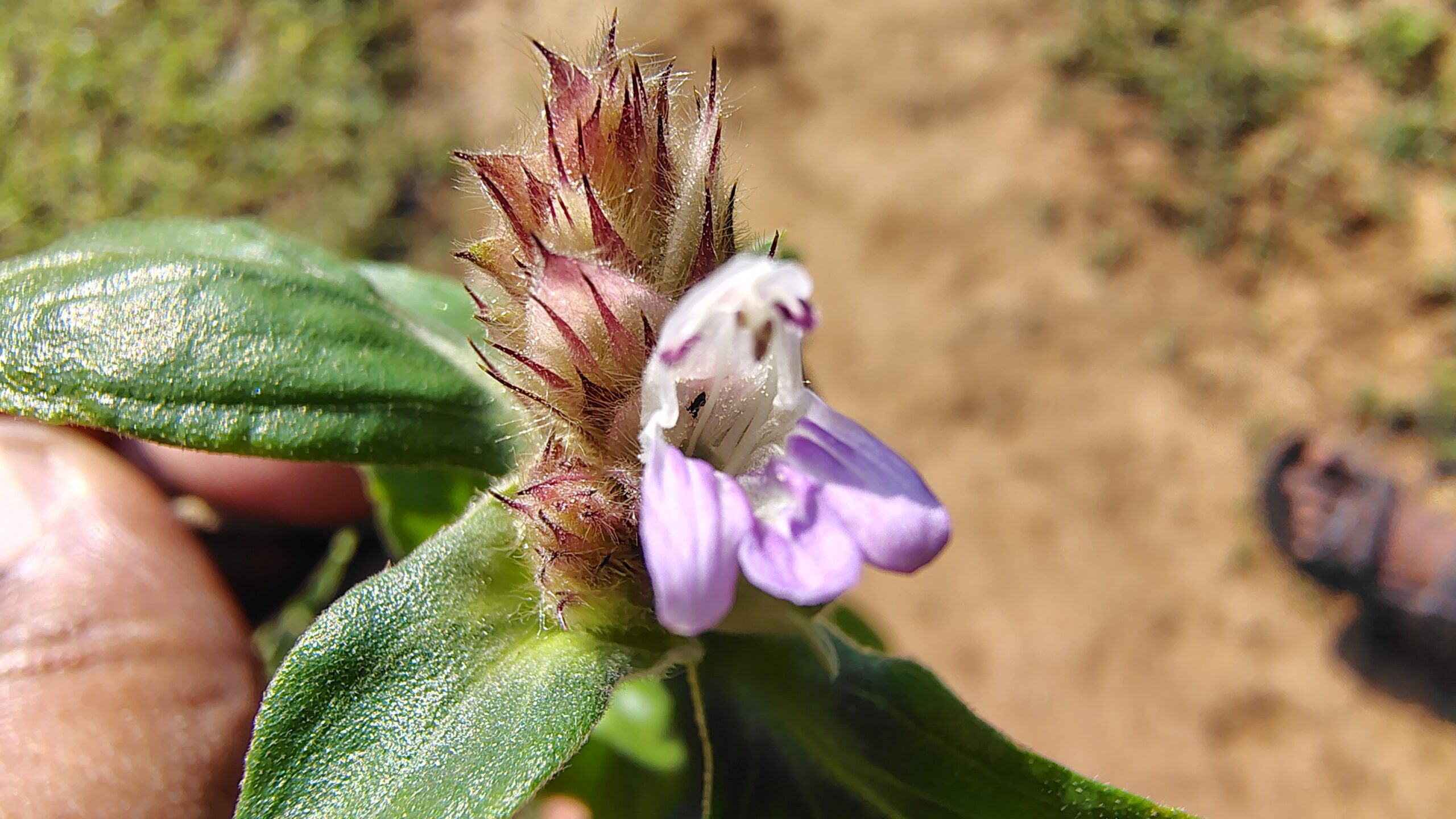 Lepidagathis scariosa (Acanthaceae- Acanthus family)