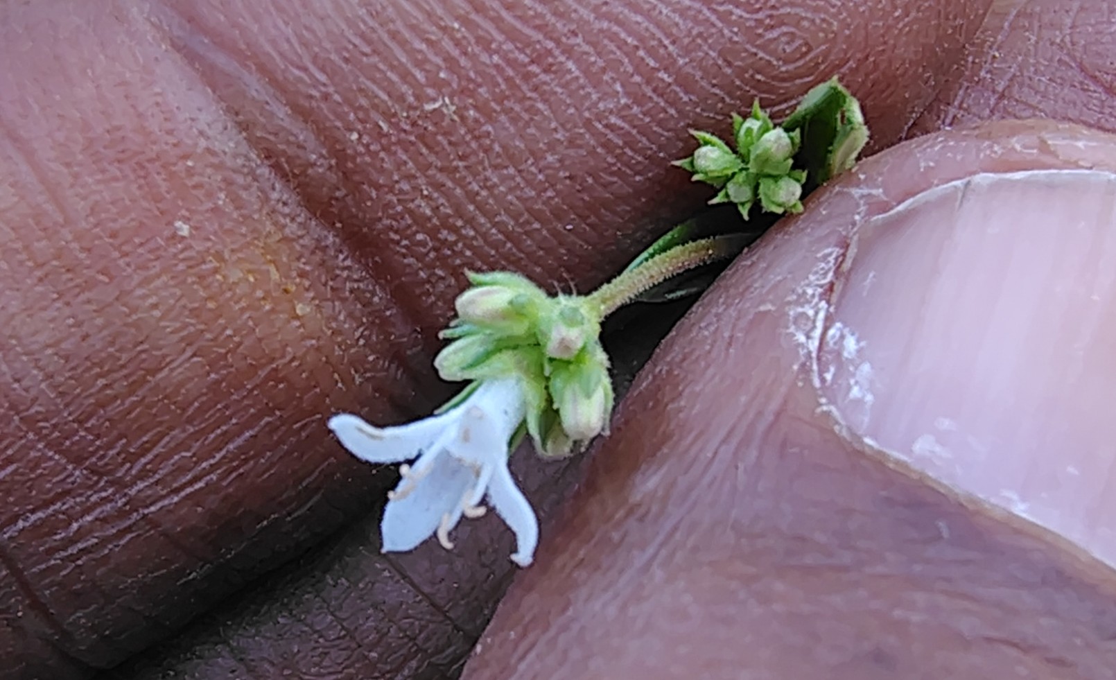 Oldenlandia umbellate (Rubiaceae- Coffee family)