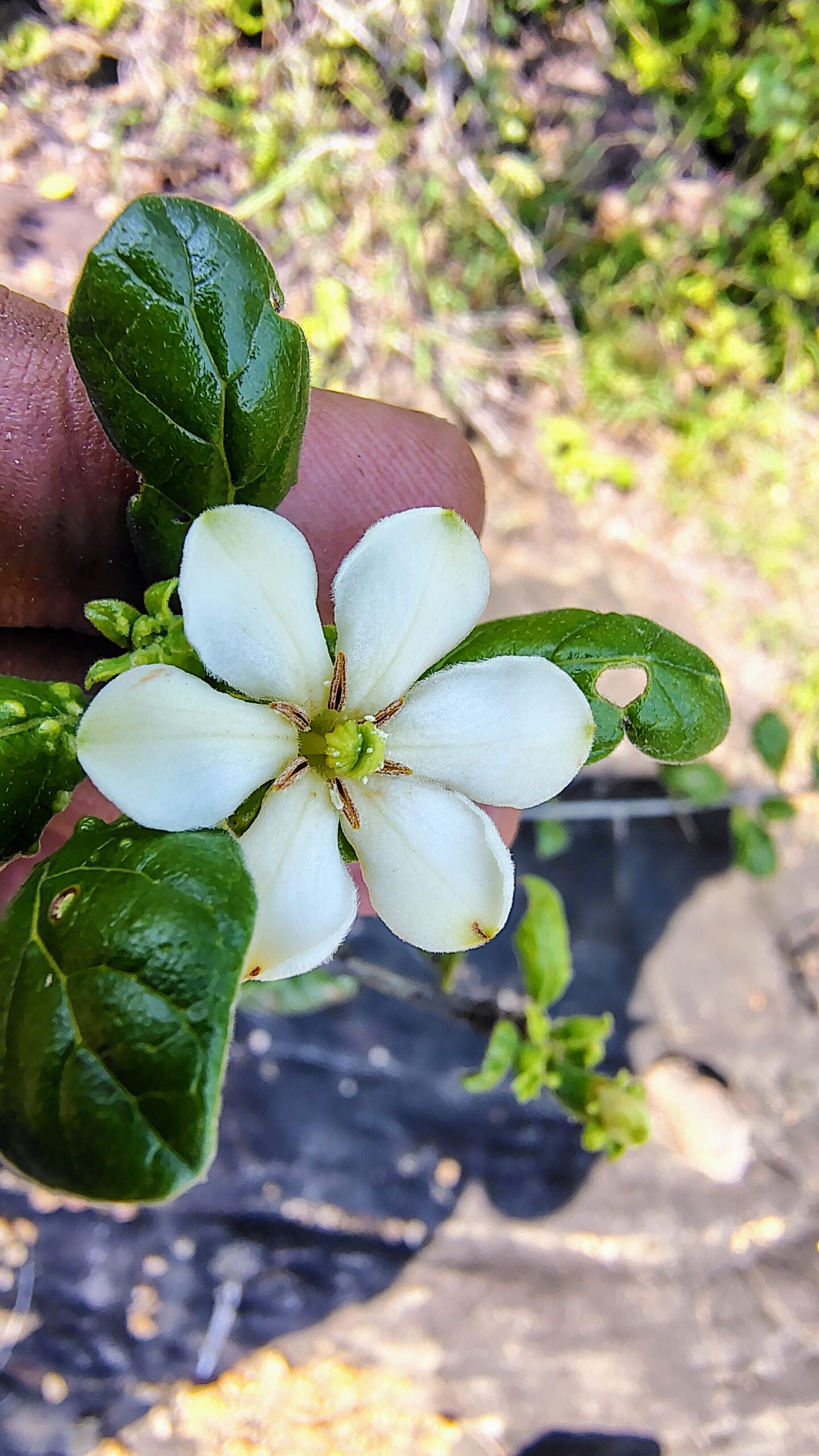 Catunaregam spinosa- Rubiaceae (Coffee family)
