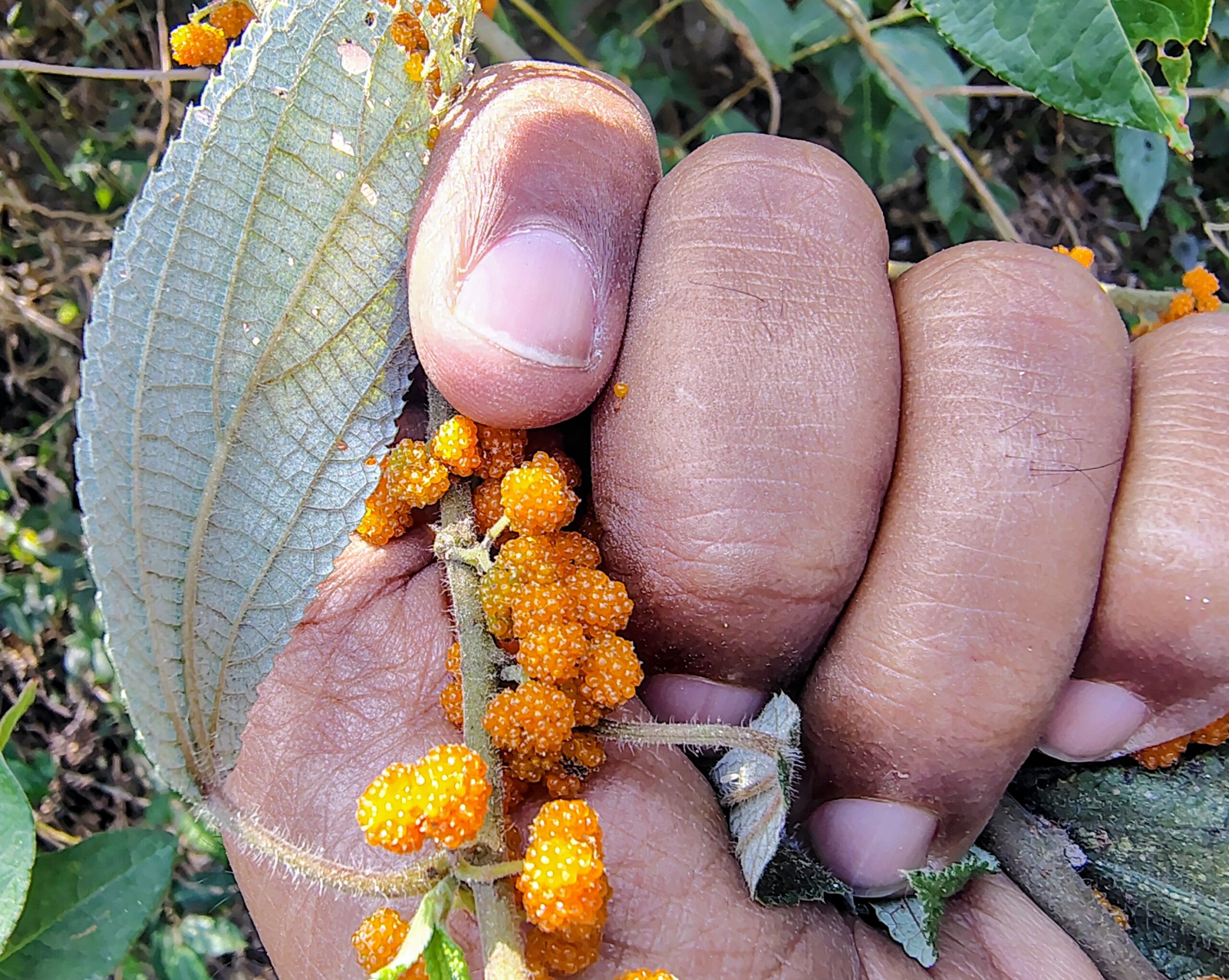 Debregeasia longifolia- Utricaceae (Nettle family)