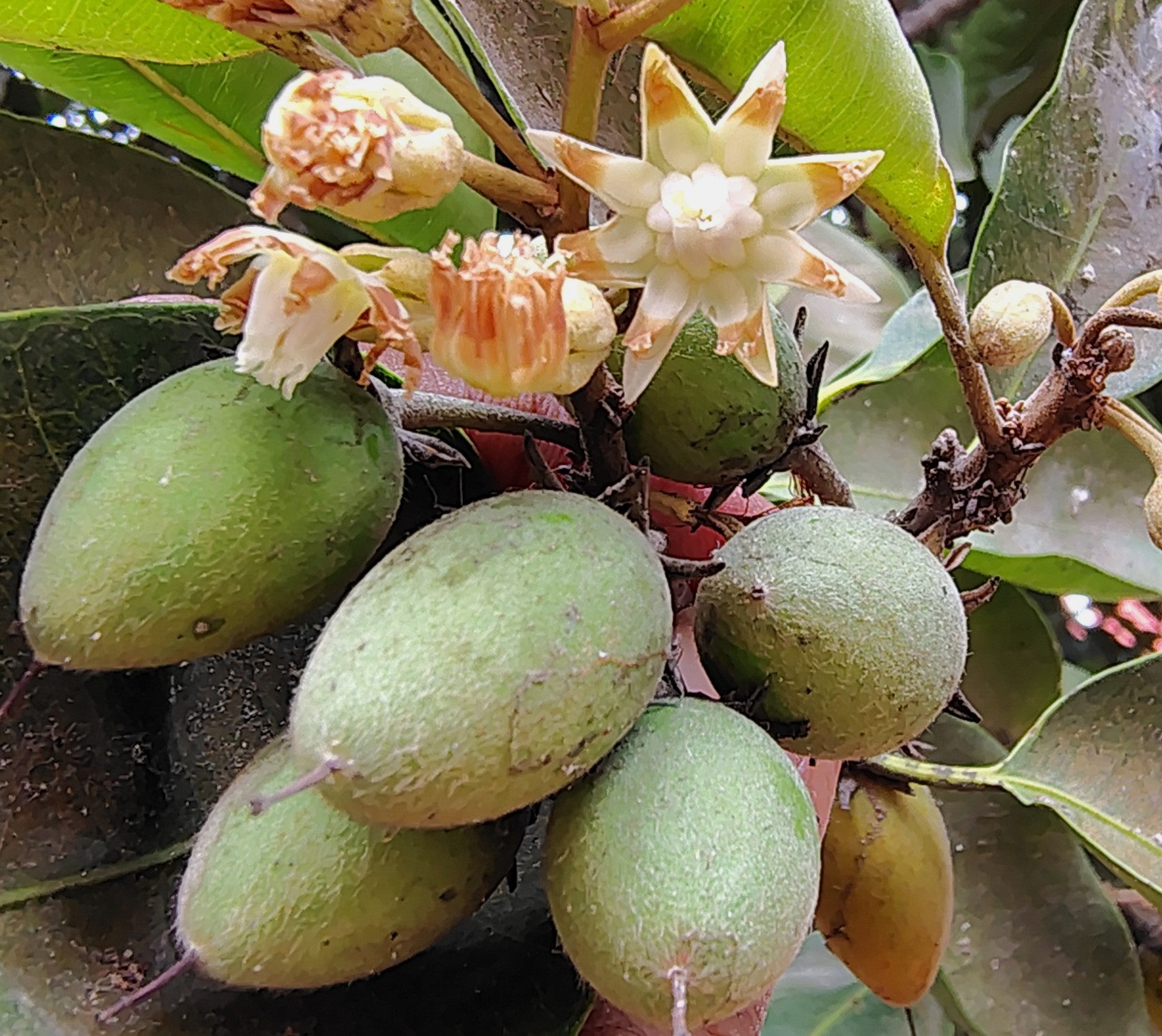 Mimopsis elingii- Sapotaceae (Sapota tree family)