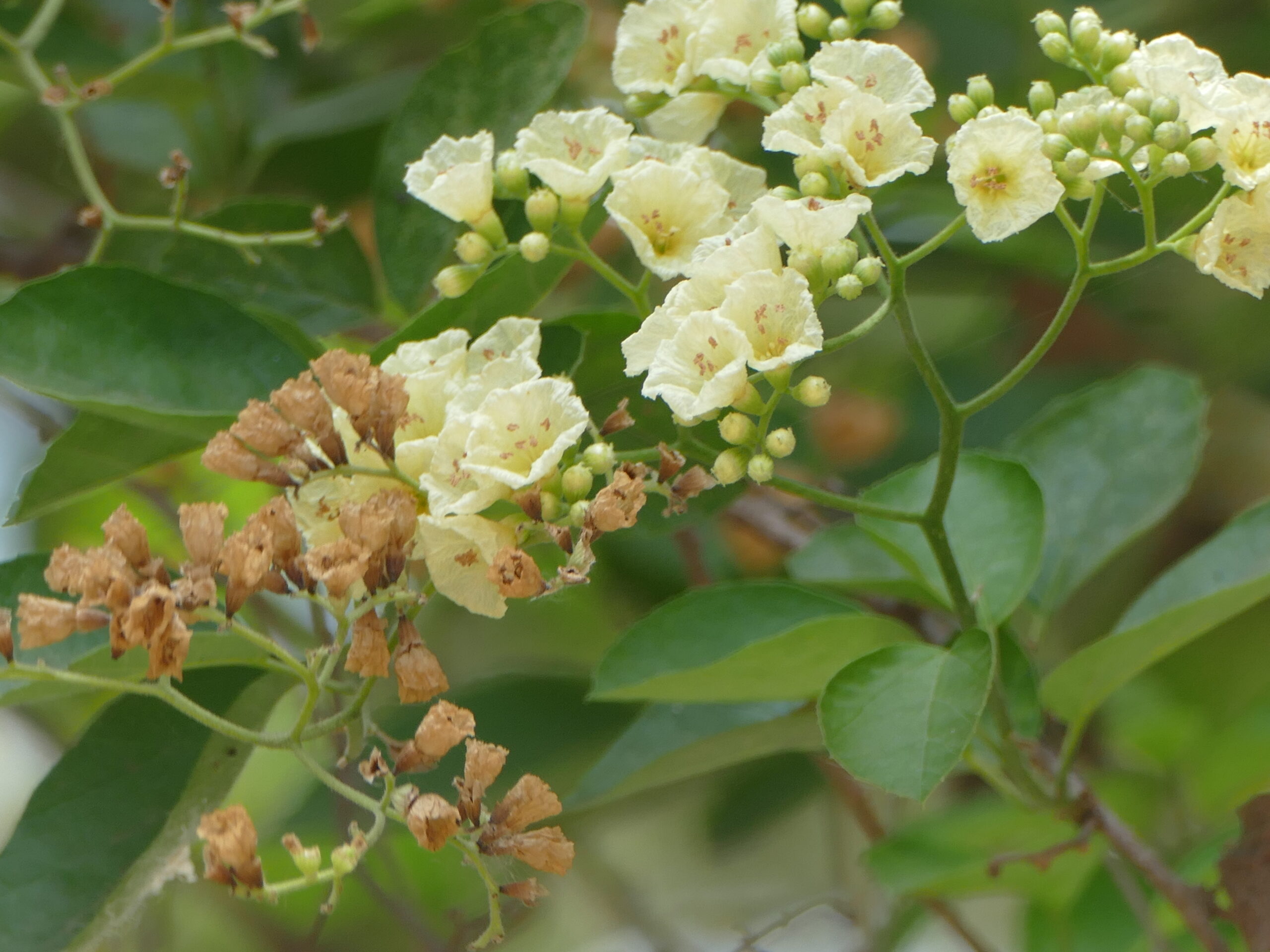 Cordia dentata (family Boraginaceae)