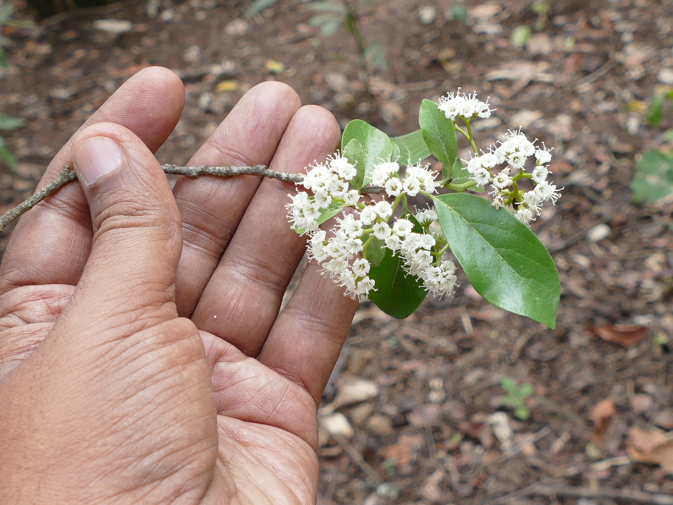 Ehretia laevis (Boragiaceae-Borag family)