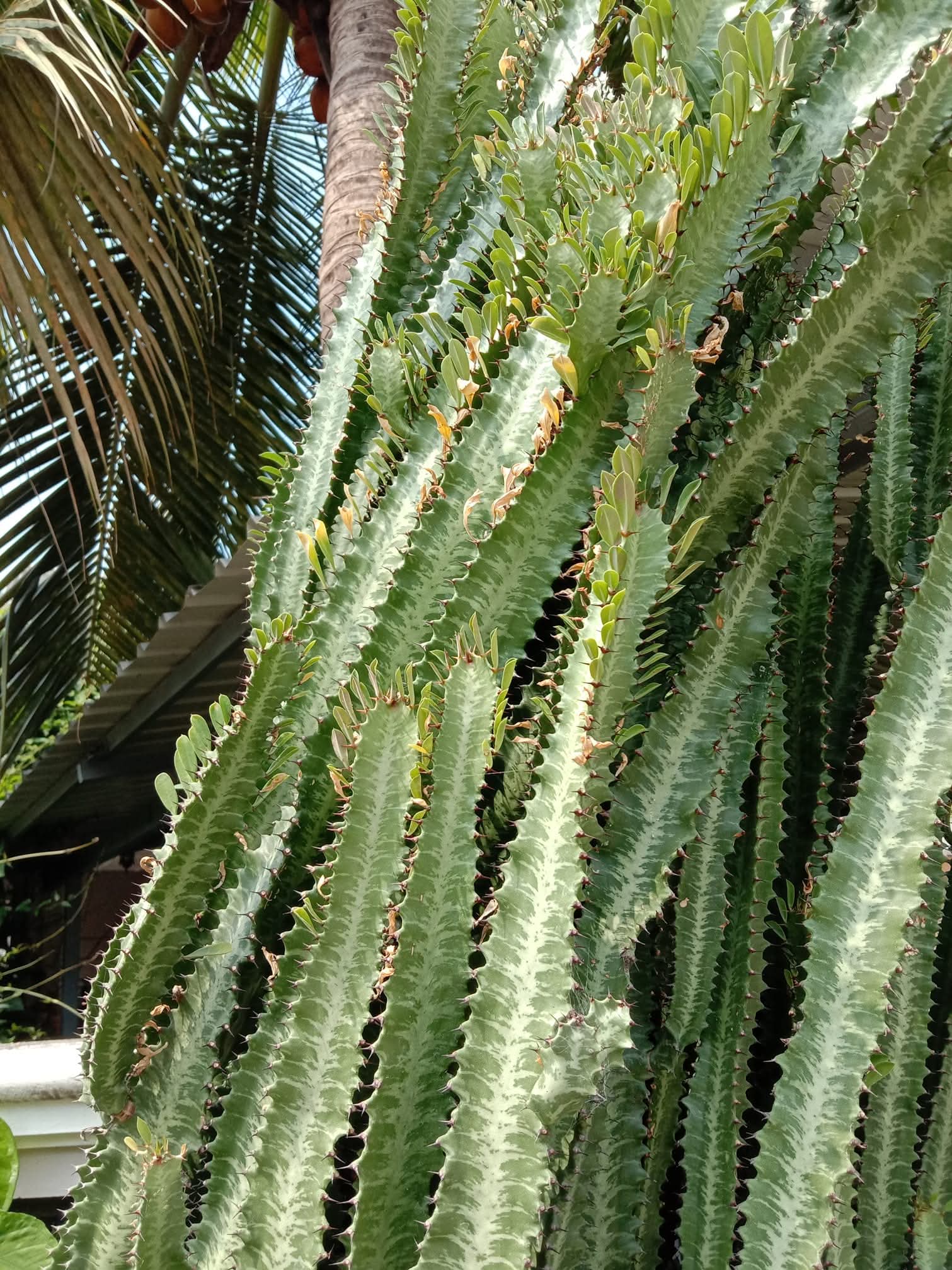 Euphorbia trigona- Euphorbaceae (Castor family)