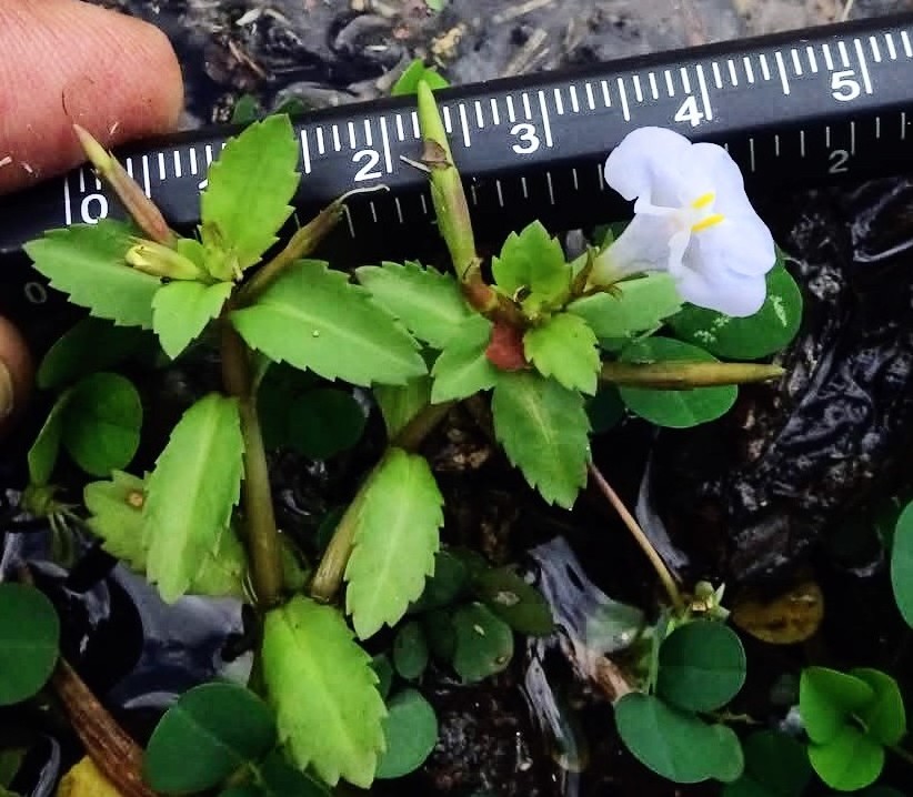 Bonnaya antipoda – Linderniaceae (Linderna or false Pimpernel family)
