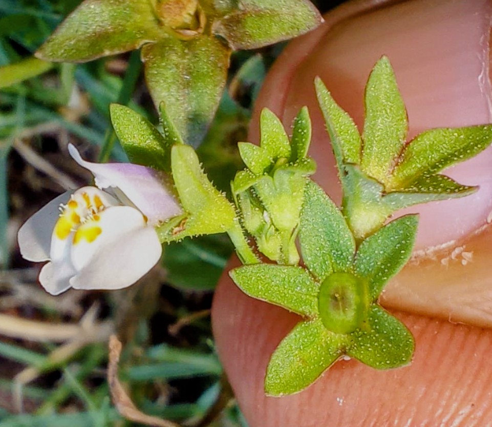 Mazus pumilus- Mazaceae (Mazus family)