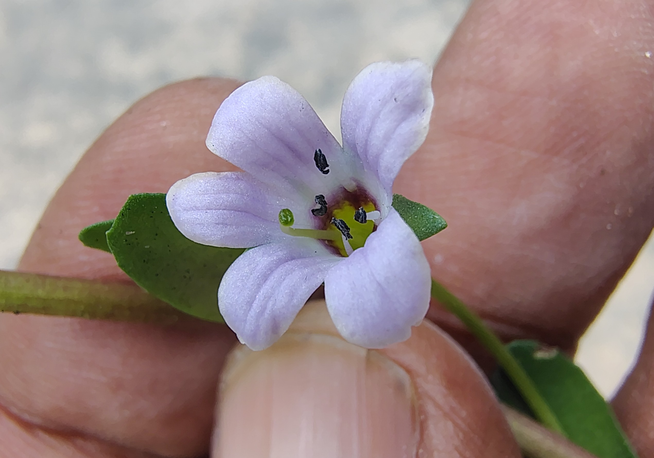 Bacopa monnieri (Plantaginaceae- Plantain family)