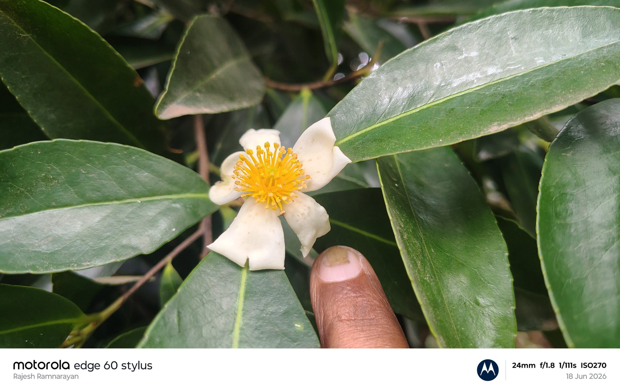 Gordonia obtusa- Theaceae (Tea plant family)
