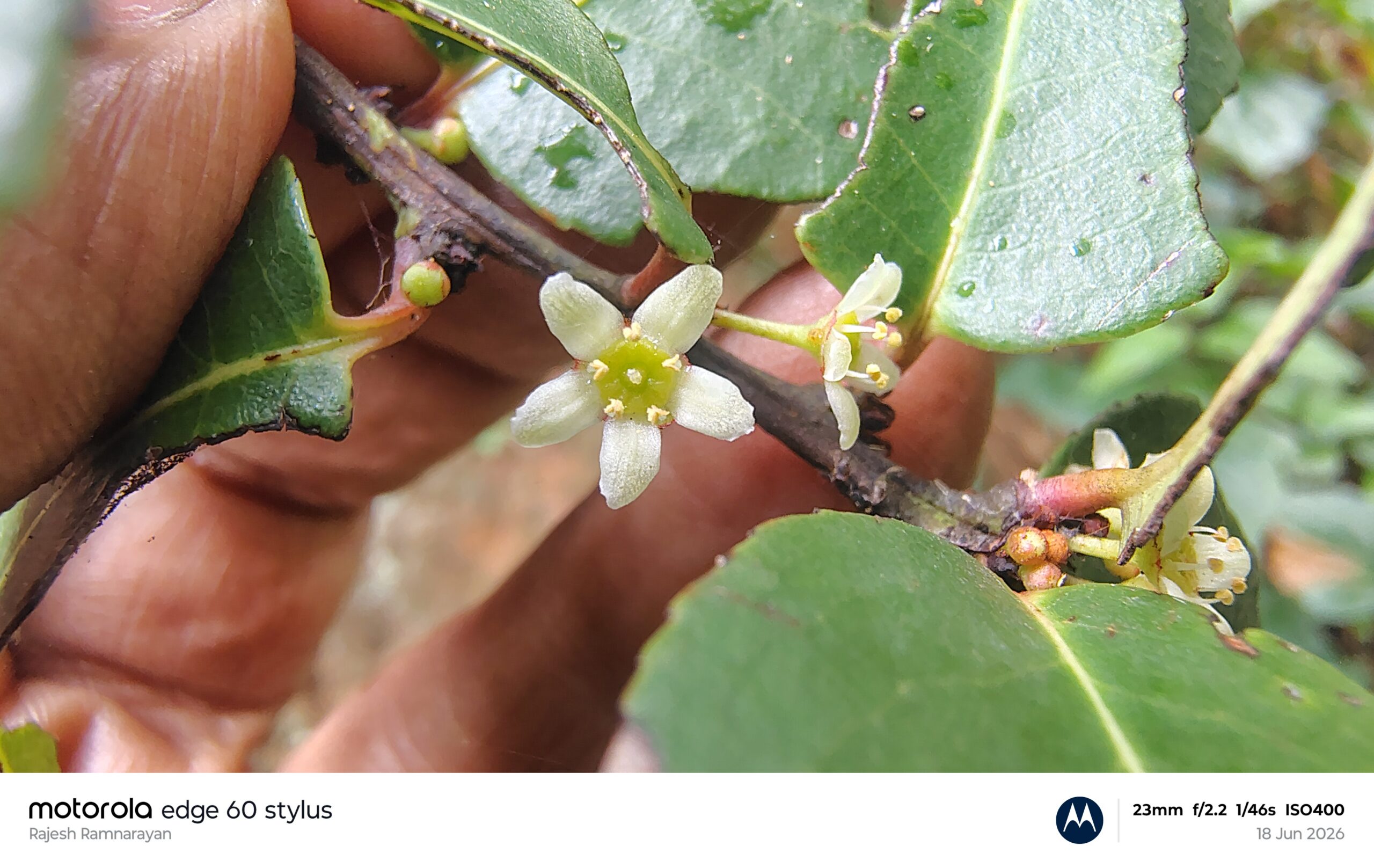 Gymnosporia rothiana- Celastraceae (Spikethron family)