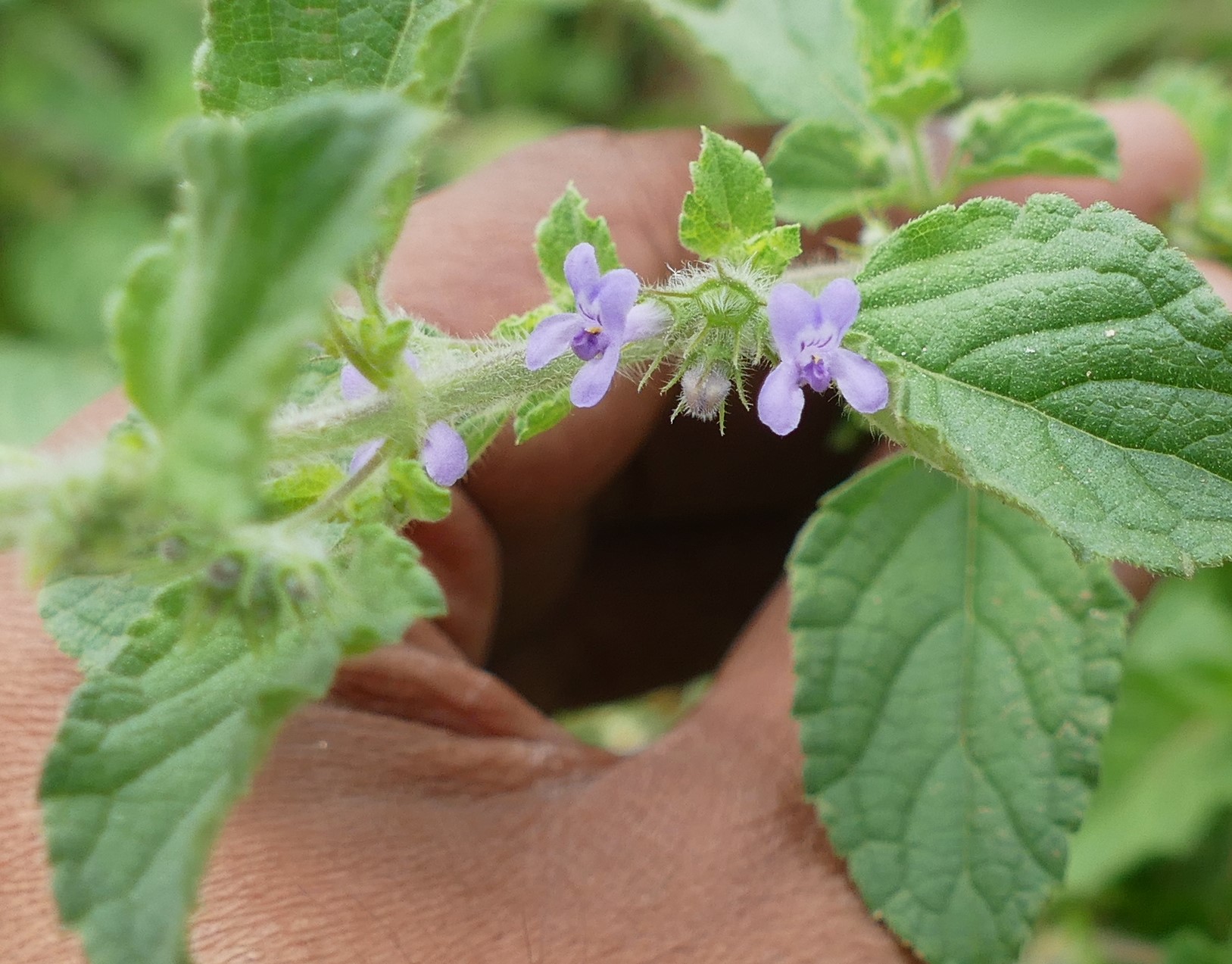 Mesosphaerum suaveolens – Lamiaceae (Mint family)