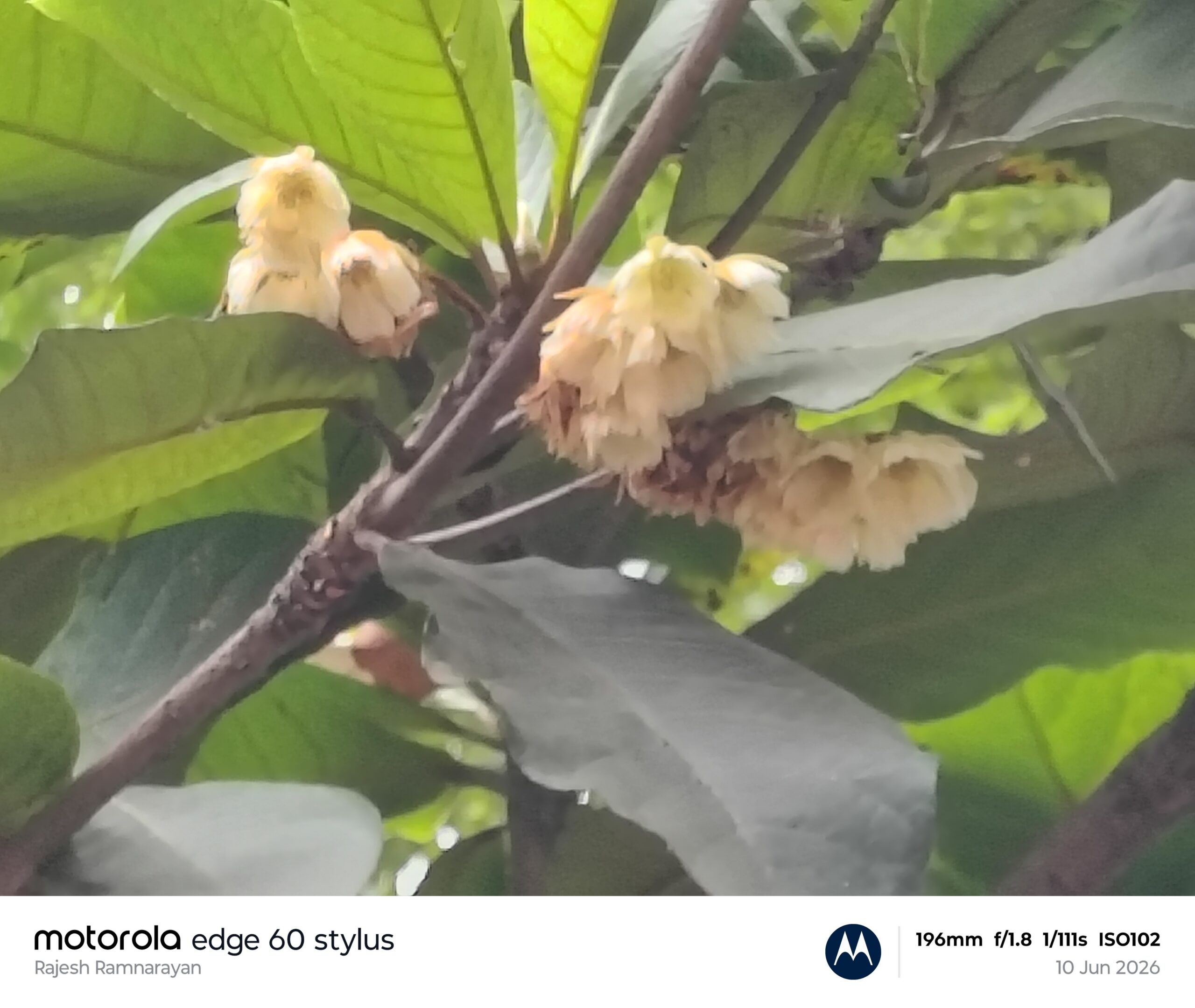 Elaeocarpus tuberculatus- Elaeocarpaceae (Rudraksh family)