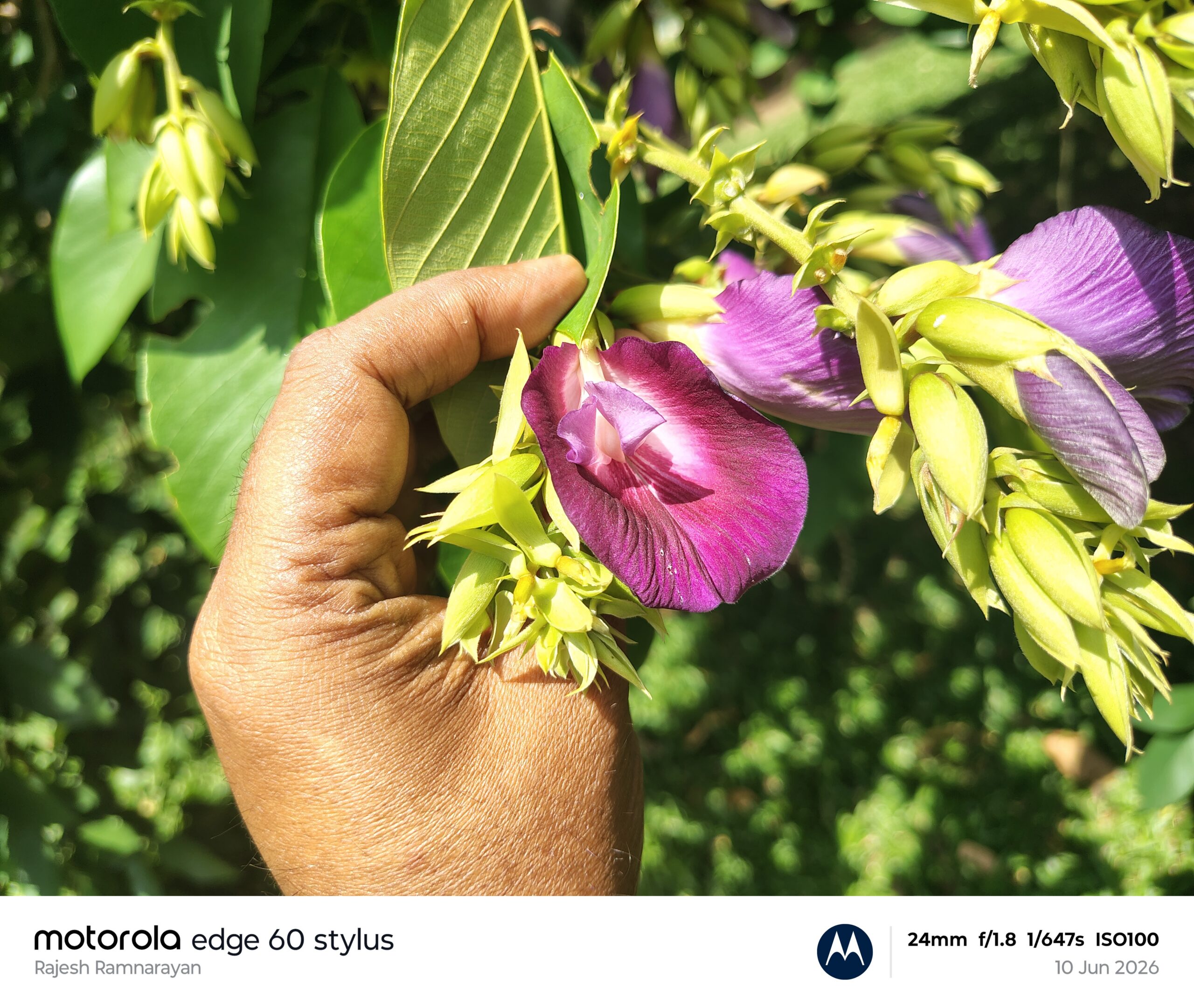 Clitora arborea-Fabaceae (pea family)