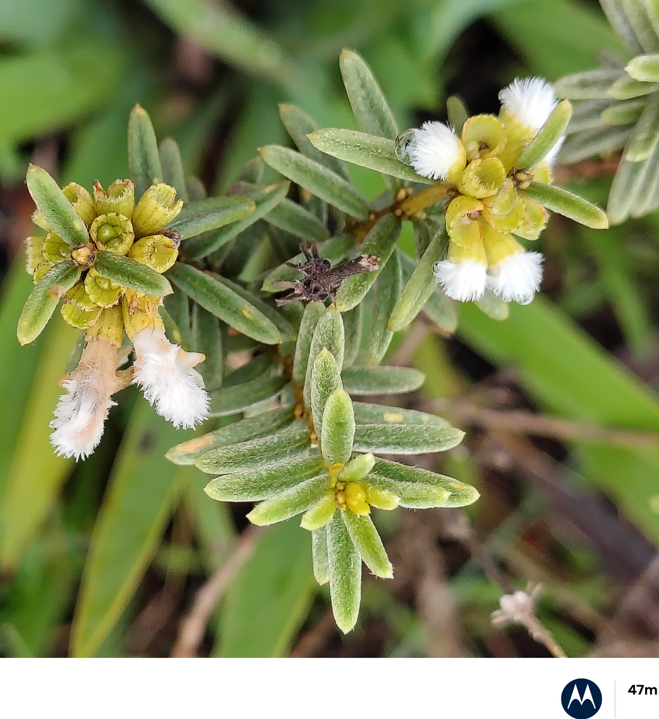 Leucas suffruticosa- Lamiaceae (Mint family)