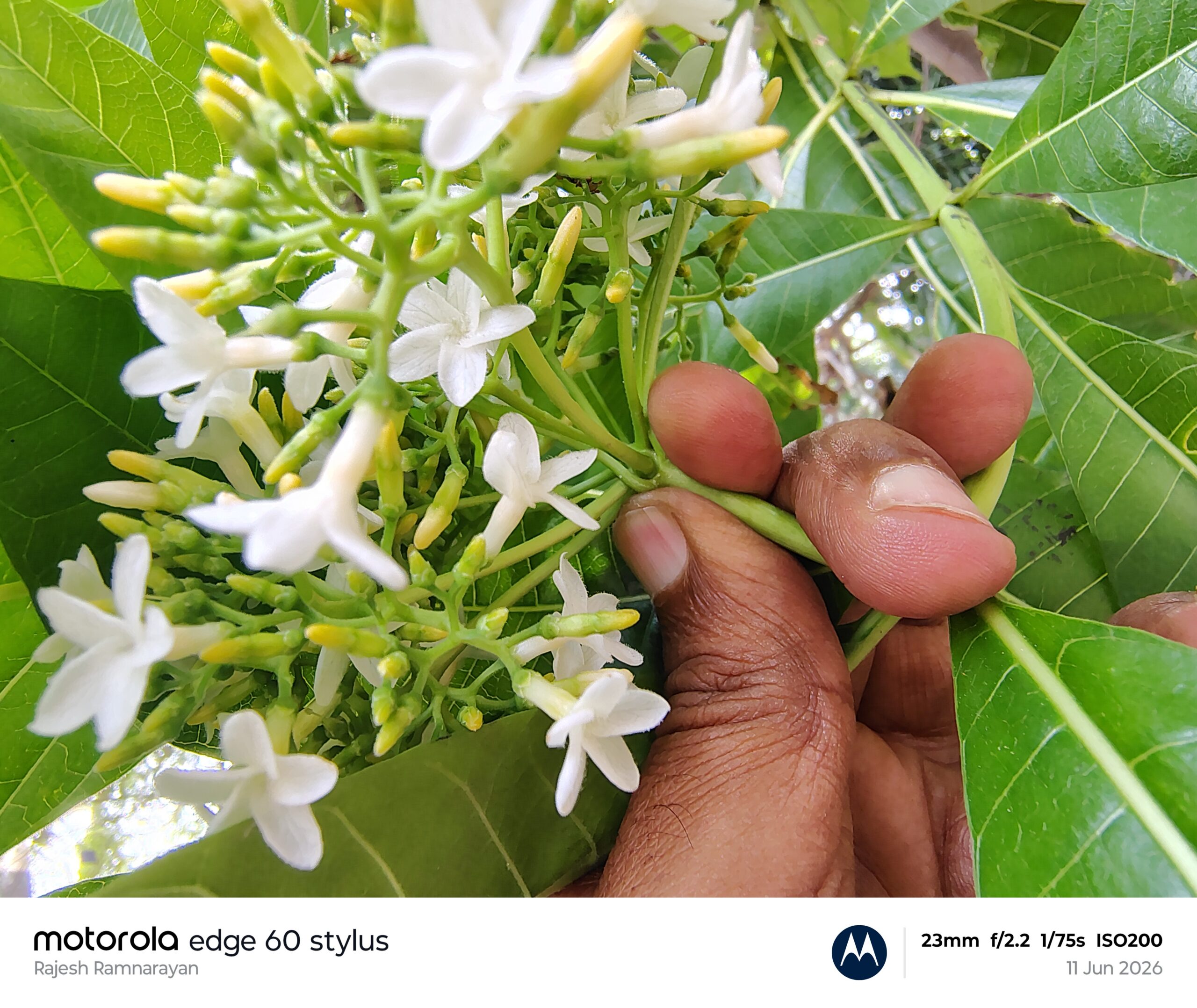 Alstonia macrophylla -Apocynaceae (Oleander family)