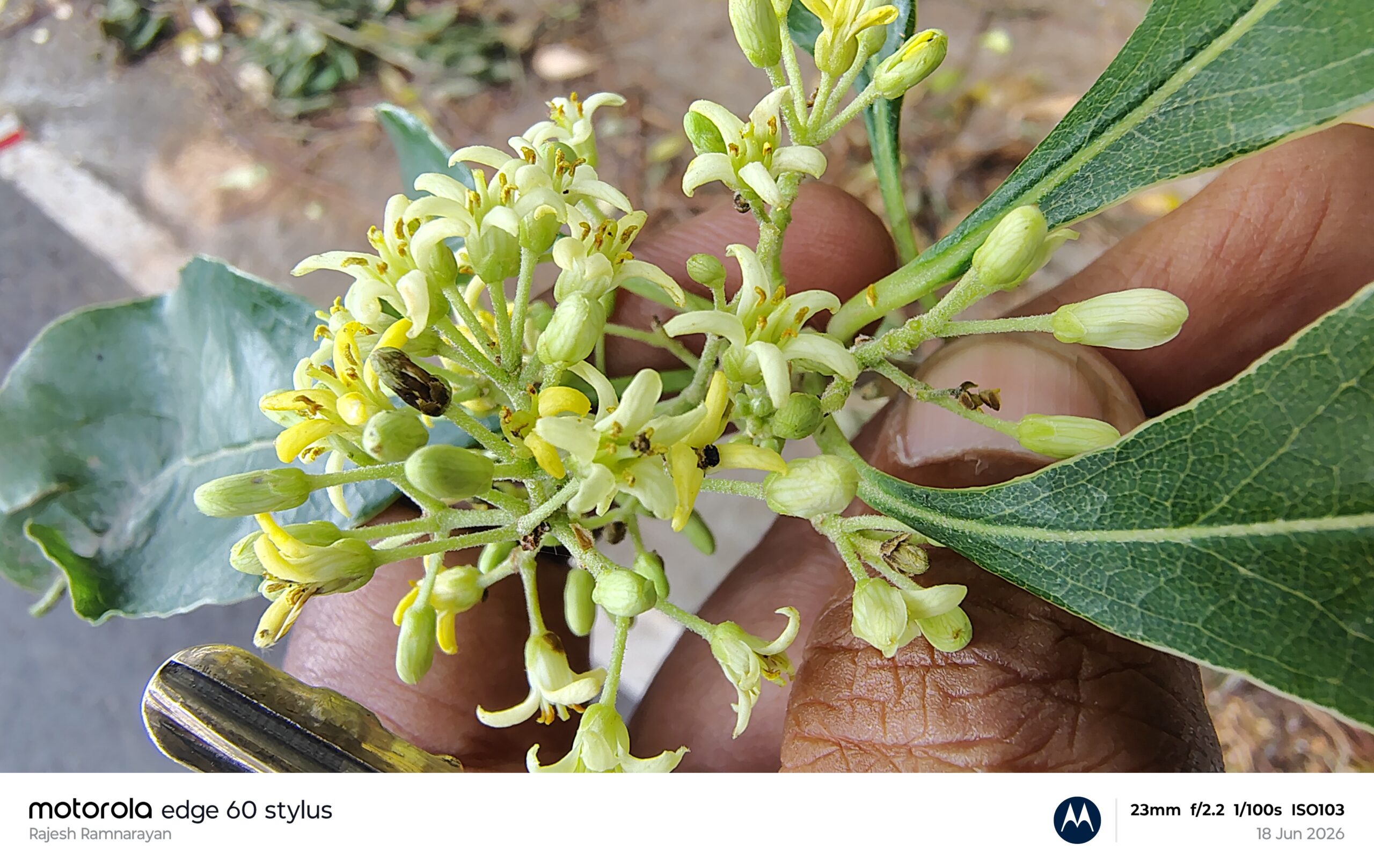 Pittosperum neelgherrense- Pittosporaceae (Cheese wood family)
