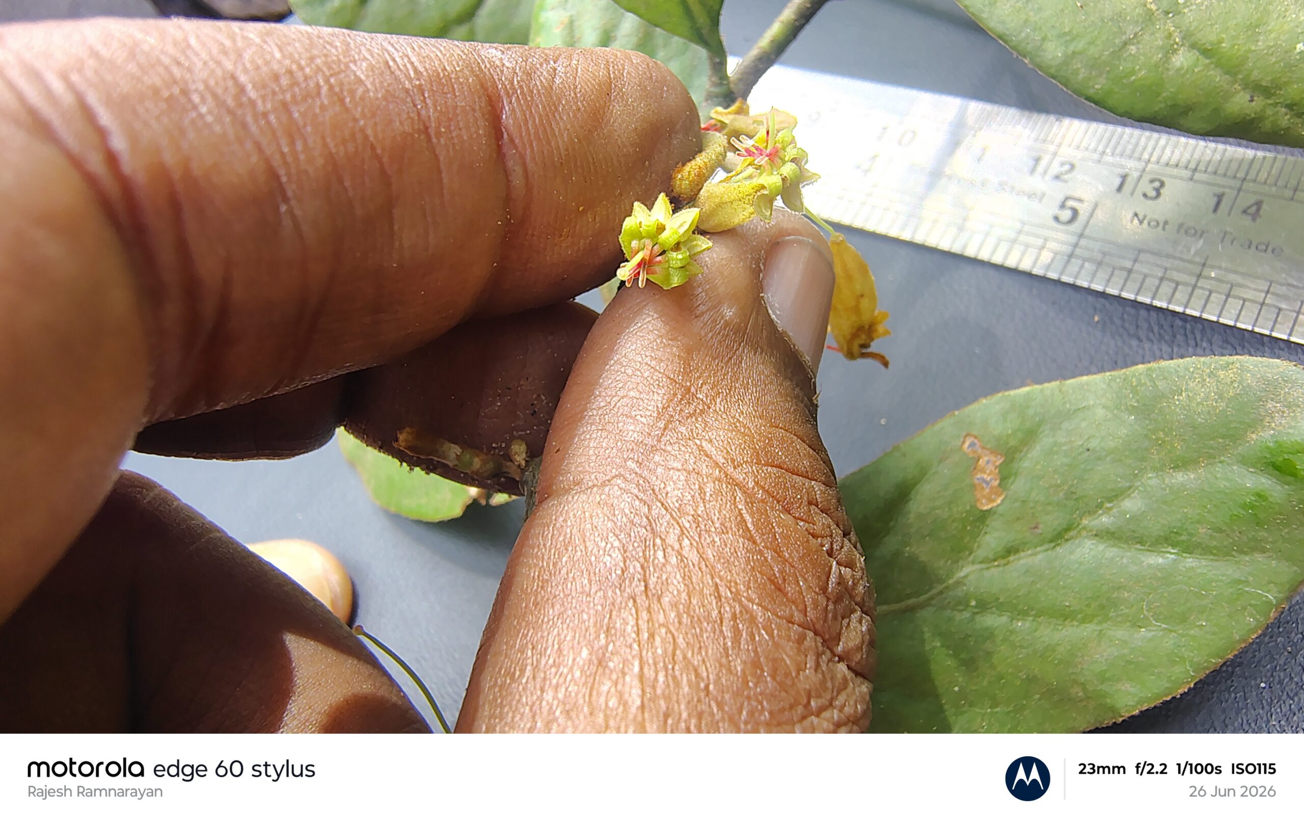 Taxillus tomentosus- Loranthaceae (Mistletoe family)