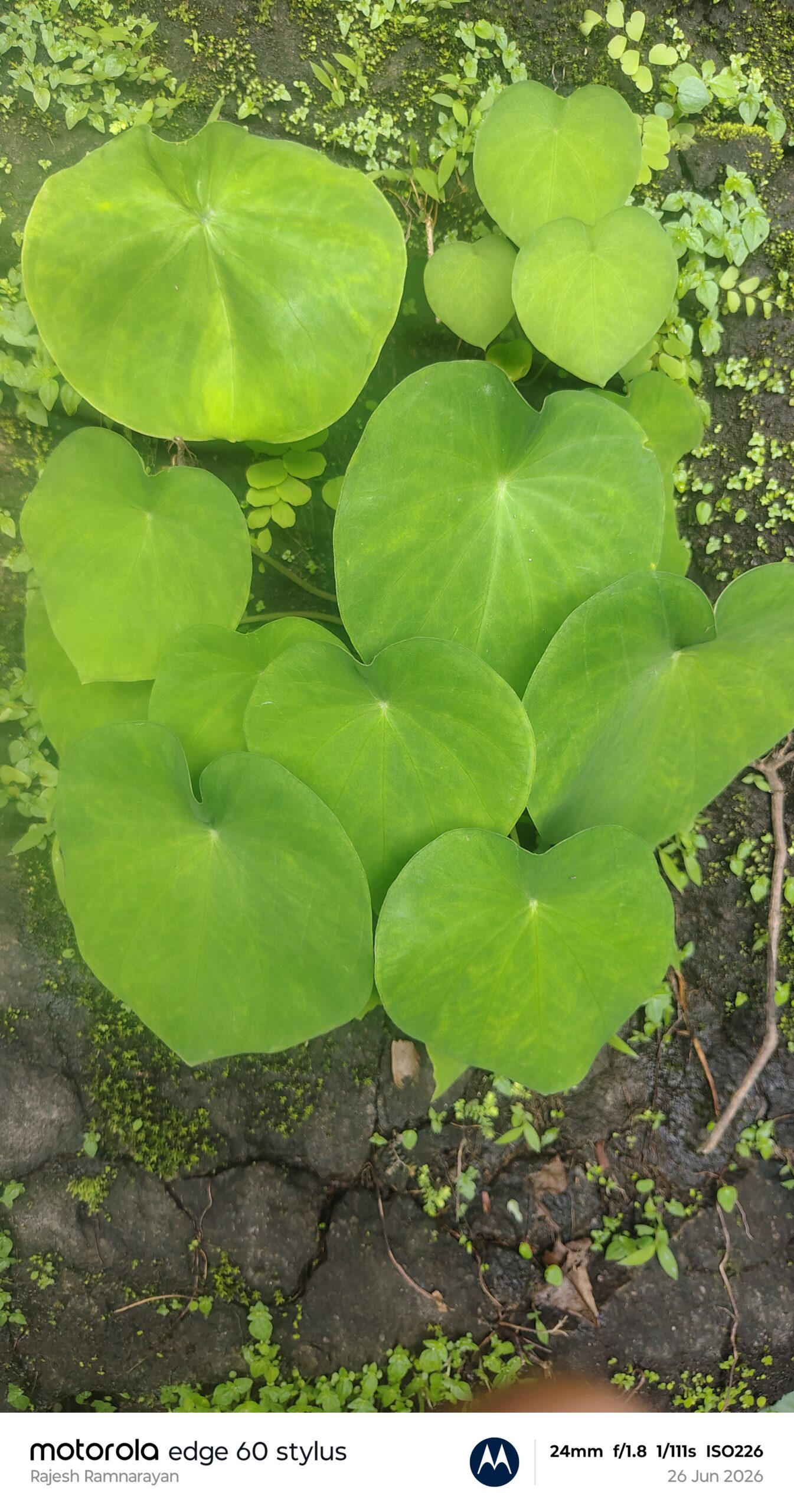 Ariopsis peltata – Araceae (Arum family)