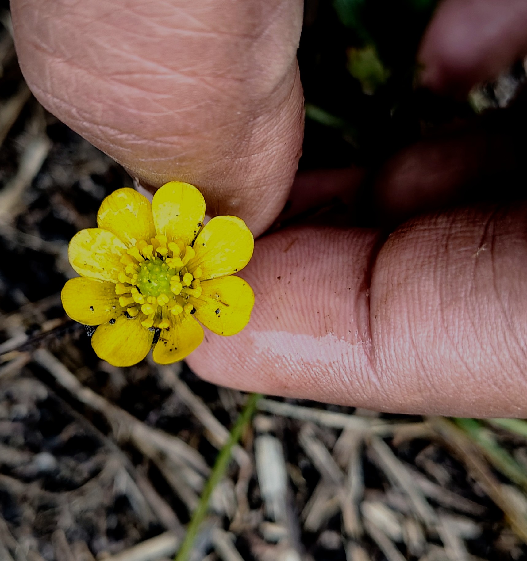Ranunculus reniformis -Ranunculaceae (Buttercup family)