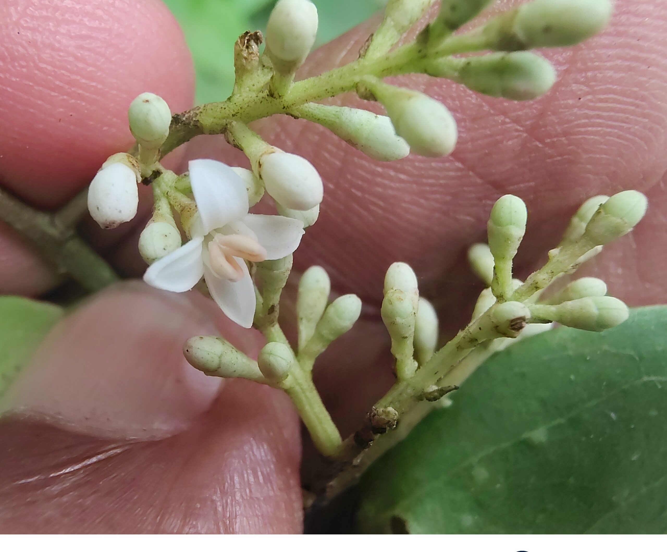 Ligustrum perrottetti- Oleacae (Jasmin family)