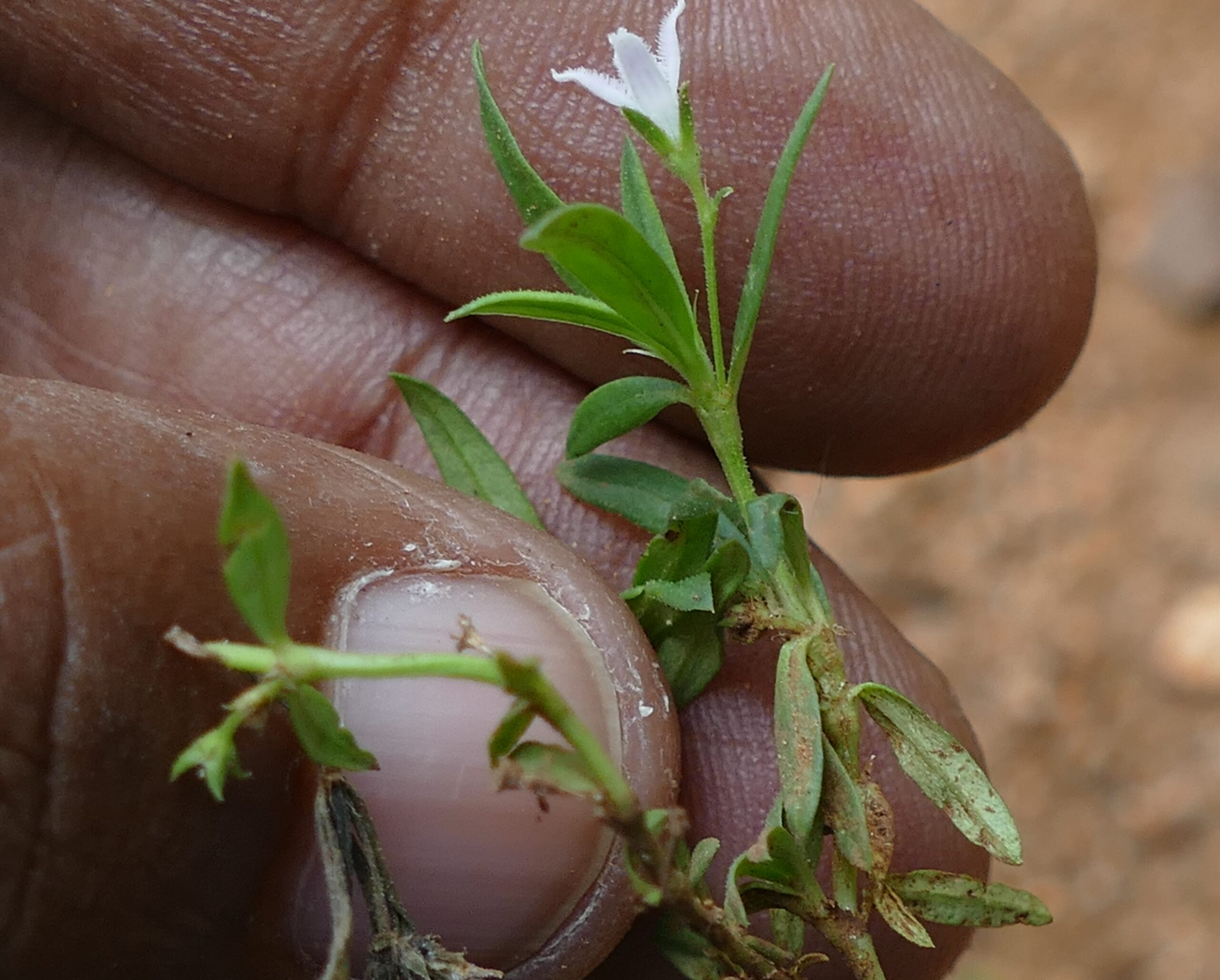 Scleromitrion diffusum-Rubiaceae (Coffee family)