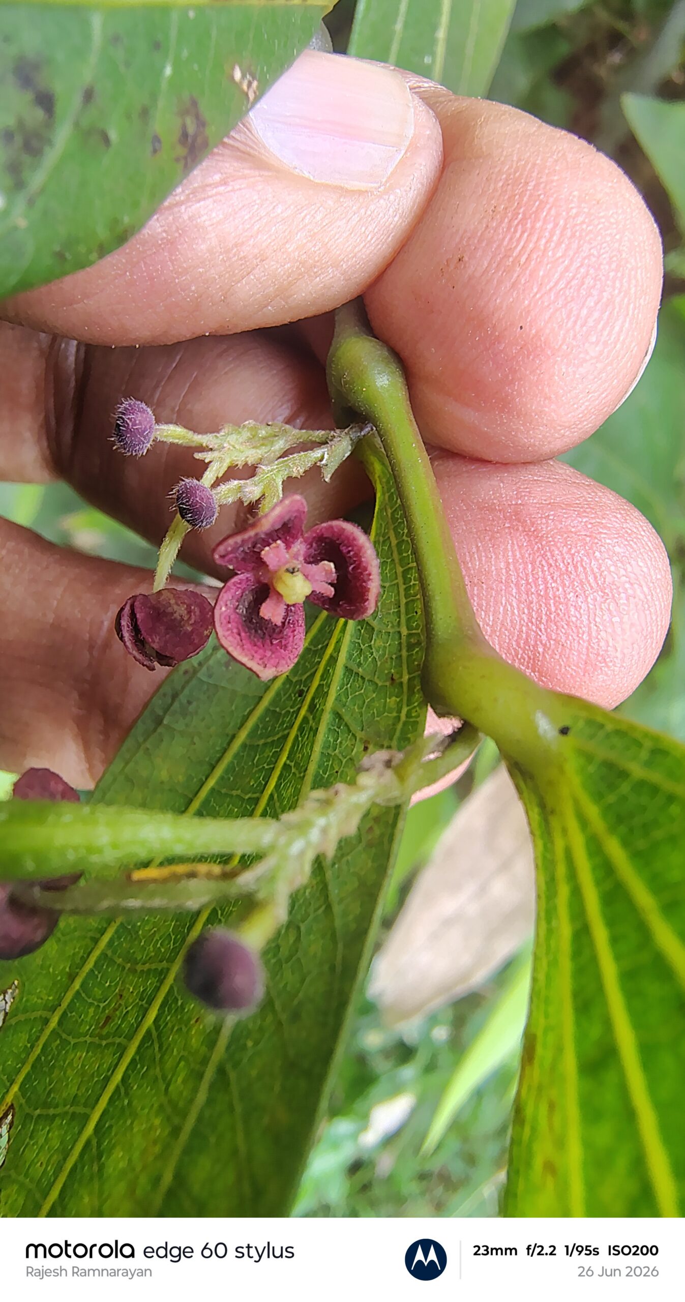 Thottea siliquosa-Aristolochiaceae (Birthwort family)