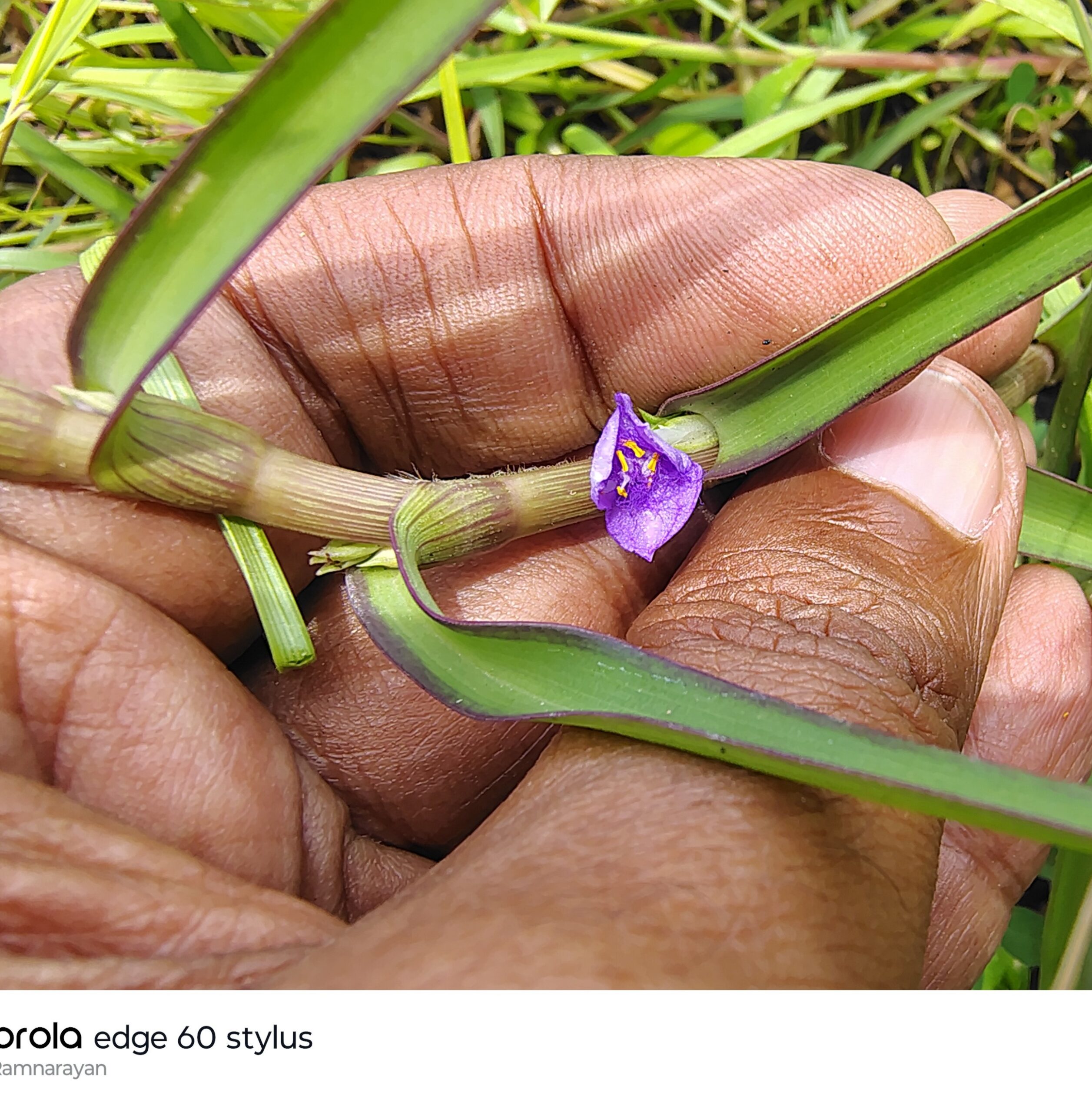 Cyanotis axillaris – Commelinaceae (Dayflower family)