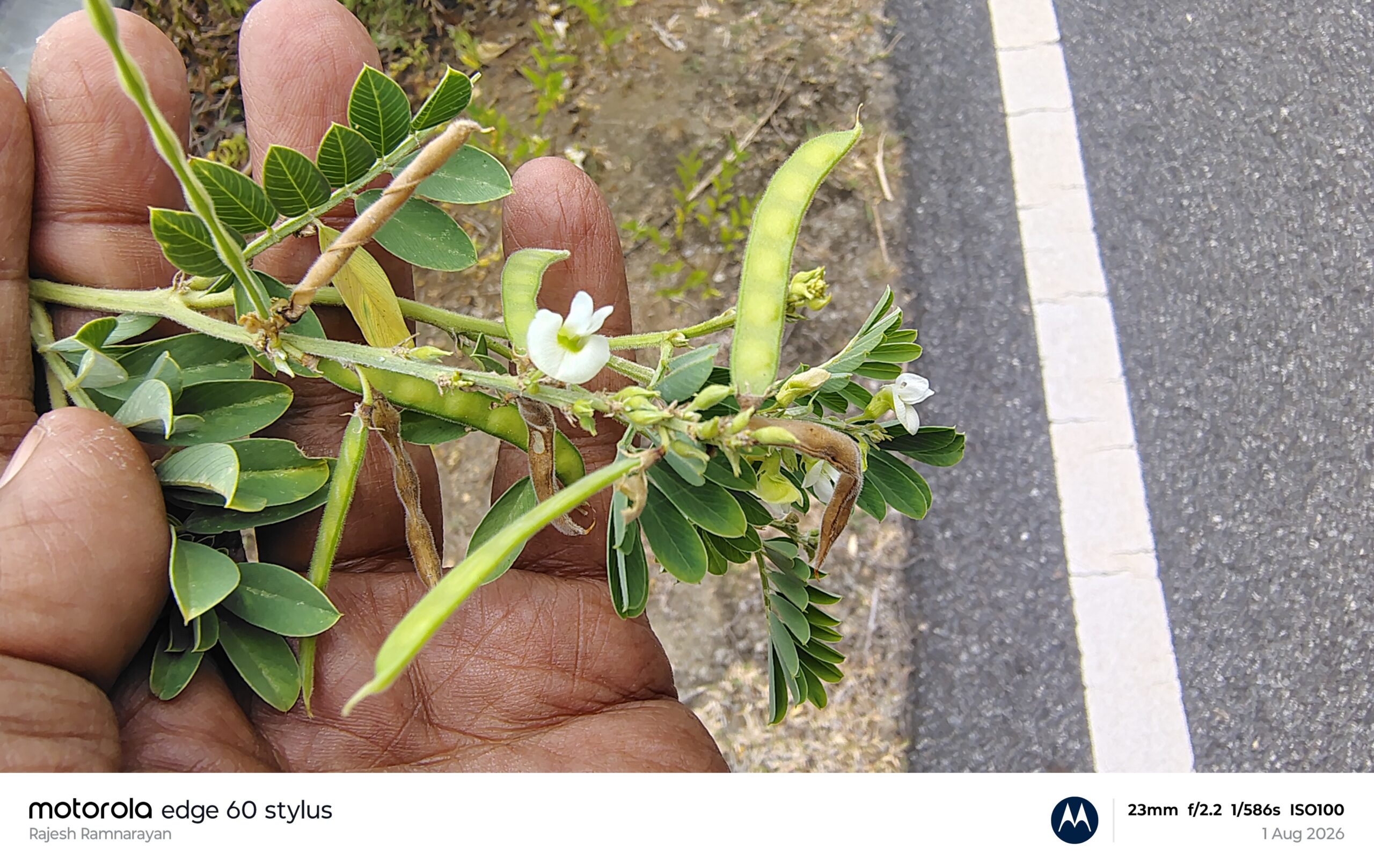 Tephrosia pumila – Fabaceae (Pea family)